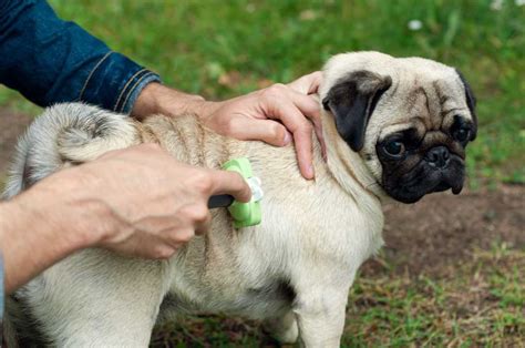 how to control pug shedding.